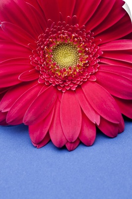 Pink gerbera daisy on blue background.
