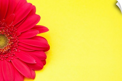 Pink gerbera daisy on yellow background.