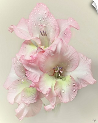 Pink Gladiola with rain drops on light creamy grey background.