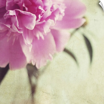 Pink peony flower with  textured background.