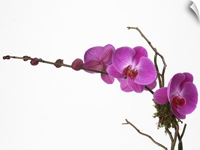 Pink phalaenopsis orchid spray