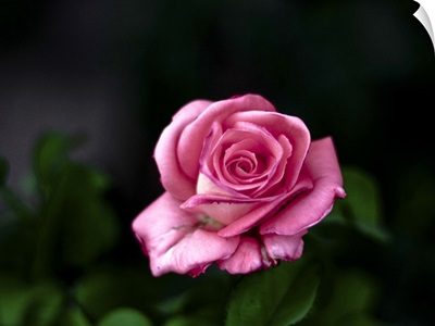 Pink rose against dark background.
