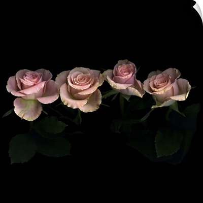 Pink roses on black background.
