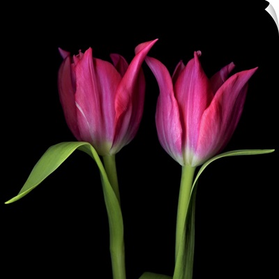 Pink tulips flowers against black background.