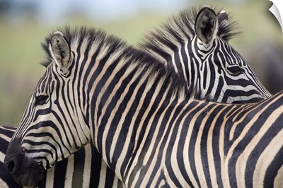 Plains Zebra (Equus quagga) pair, Haga Game Park, Harare, Zimbabwe