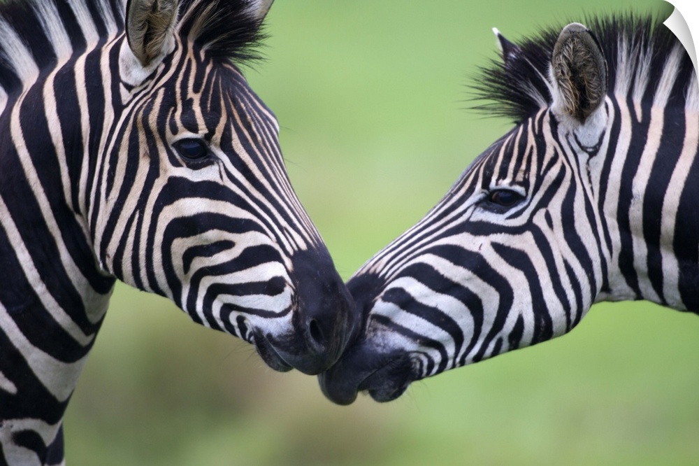 Picture of two zebras facing each other and are nose to nose.