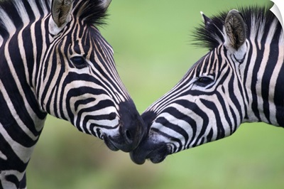 Plains zebra (Equus quagga) pair interacting