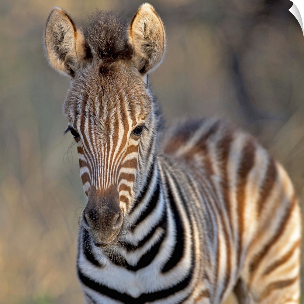 Plains zebra (Equus quagga) foal, Mkhuze Game Reserve, KwaZulu Natal Province, South Africa