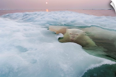 Polar Bear, Hudson Bay, Canada