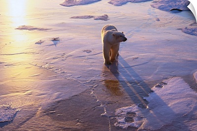 Polar Bear On Ice At Sunrise