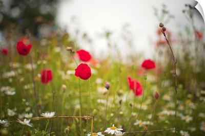 Poppies and daisies in countryside meadow.