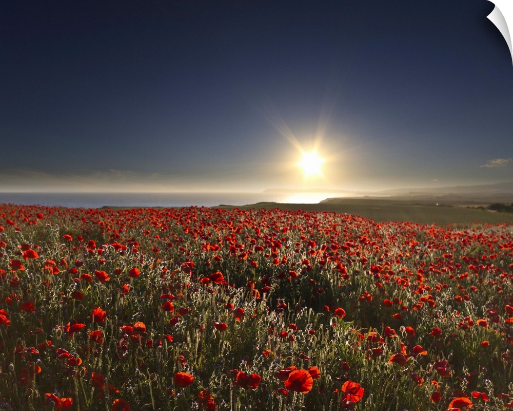 View of poppies field with sun in summer.