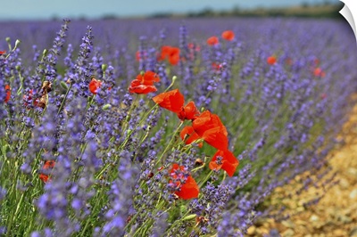 Poppies in a lavender field, Provence, France