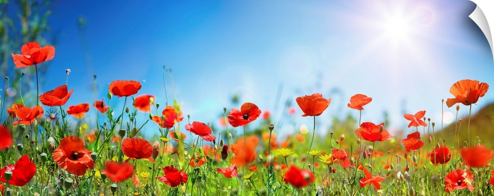 Poppies in a meadow with sunlit blue sky.