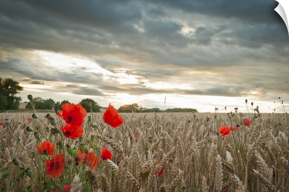 Red poppies in wheat/barley field under moody dramatic sunset with dark clouds.