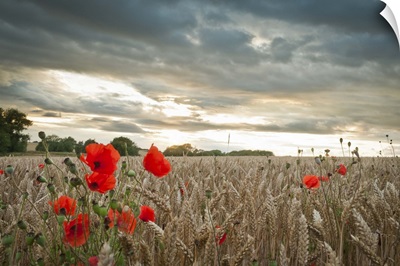 Poppies in wheat field with clouds