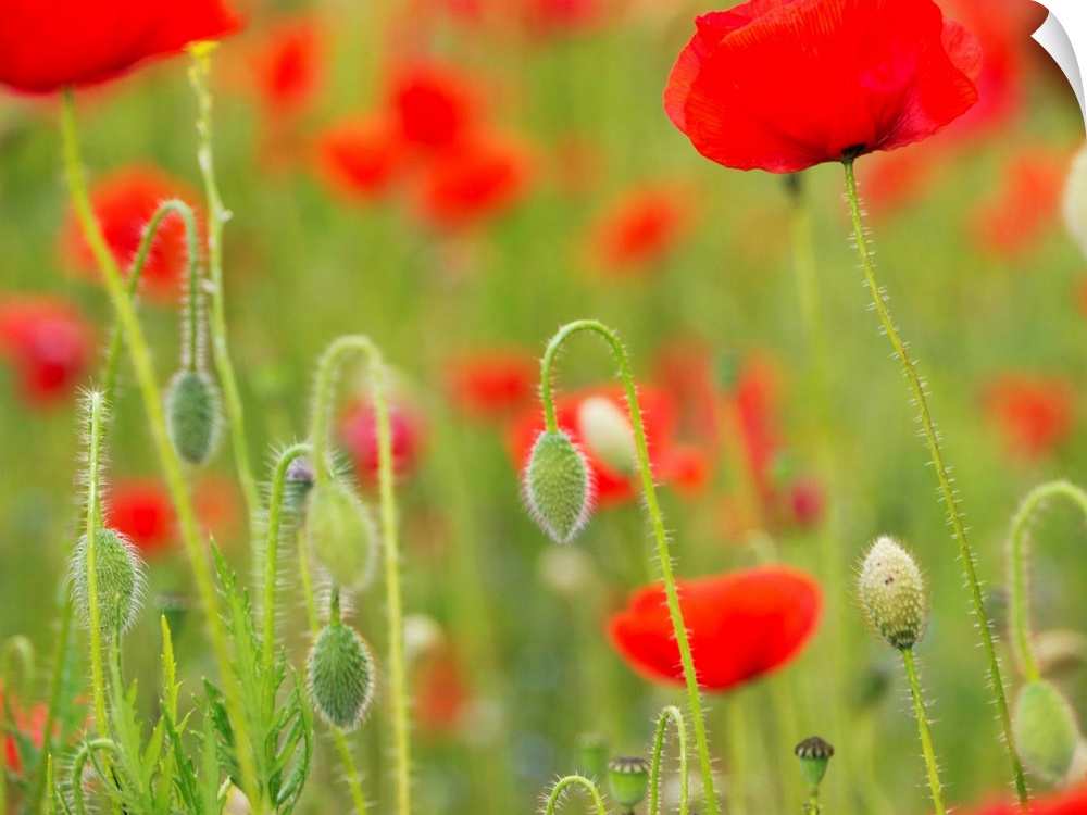 Poppies, Somme valley, France