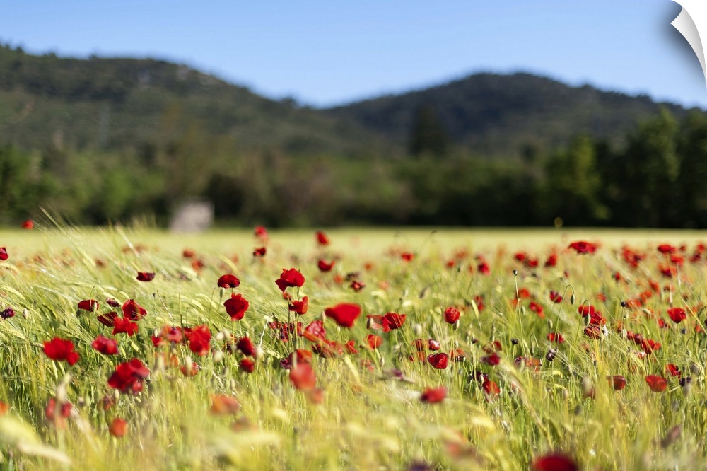 A rural field with blooming poppies in the wind with Provencal hills  background.