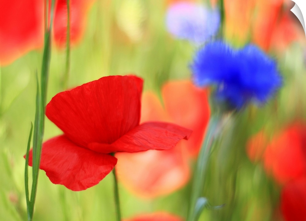 Poppy field with cornflowers, Vancouver, BC.