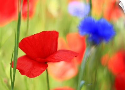 Poppy field with cornflowers, Vancouver, BC.