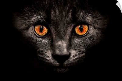 Portrait cat on dark.