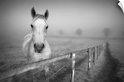 Portrait horse standing at fence with fog.