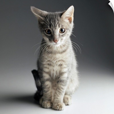 Portrait of a Blue Tabby Kitten