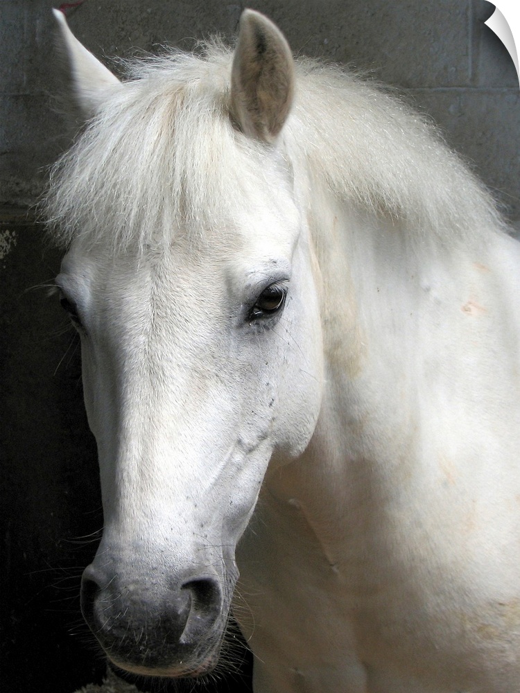 Up-close headshot of horse in stable.