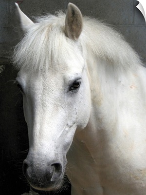 Portrait of a white horse