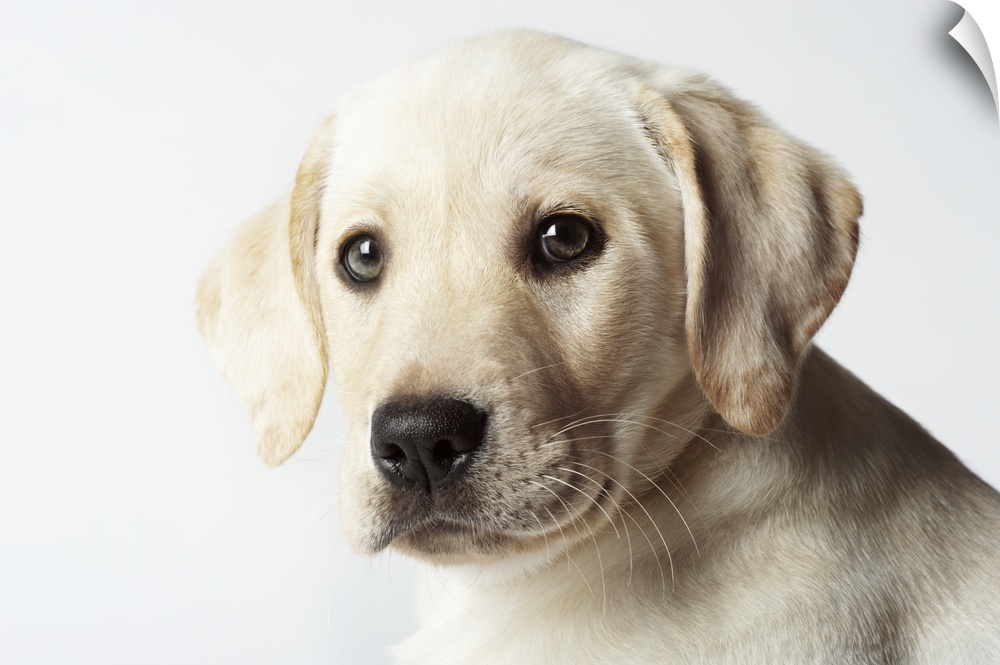 Portrait of blond Labrador Retriever Puppy