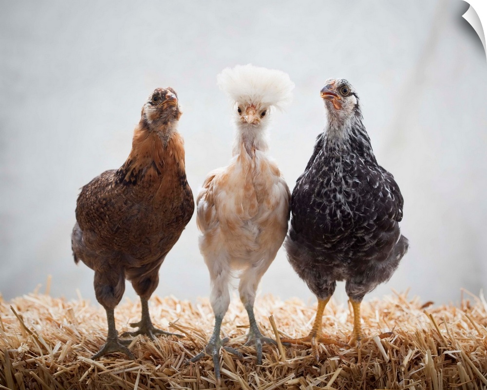 Portrait of Three Pet Chickens Looking forward Standing on Straw, Easter Egger, 5 weeks old, Buff Polish and Silver Laced ...