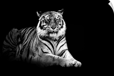 Portrait of tiger on black background.