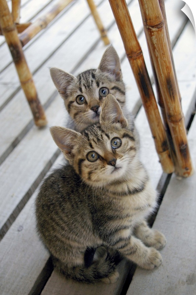 Two brown striped kittens, almost identical, sitting under a table on a wooden porch.