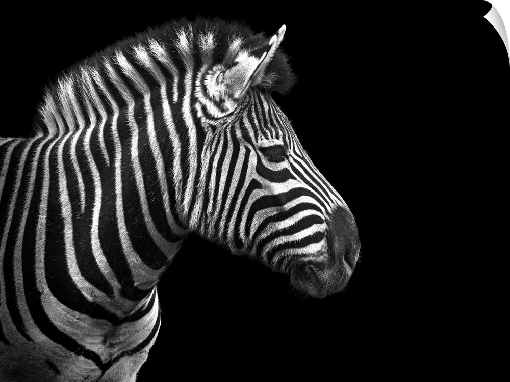This oversized piece is a photograph taken of a zebra from the side. Only the front half of the zebra is shown on the left...