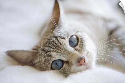 Pretty white cat with blue eyes laying on couch.