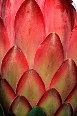 Protea Flower Petals