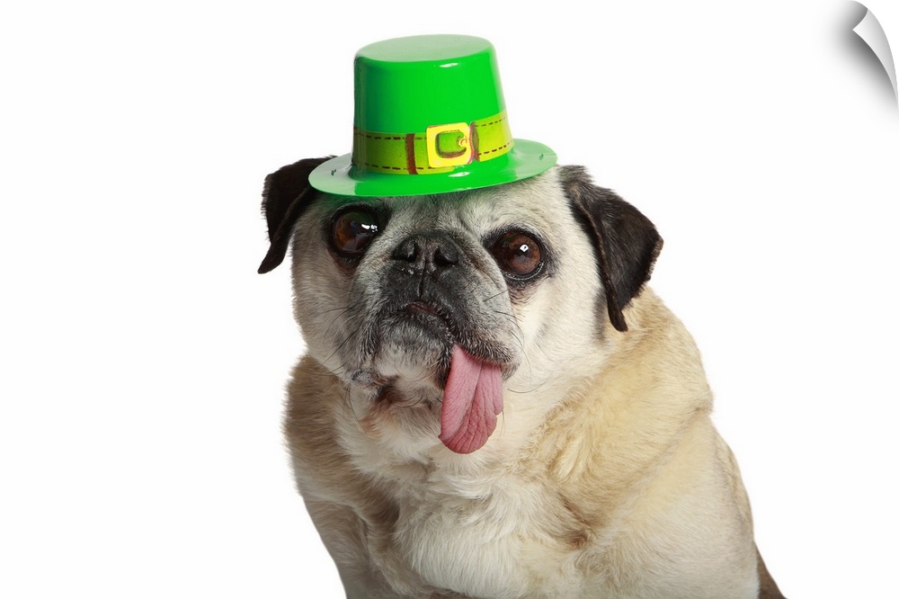 Pug with his tongue hanging out side of his mouth and wearing St. Patricks Day Hat.