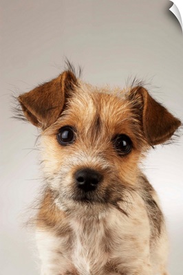 Puppy (Canis familiaris), close-up