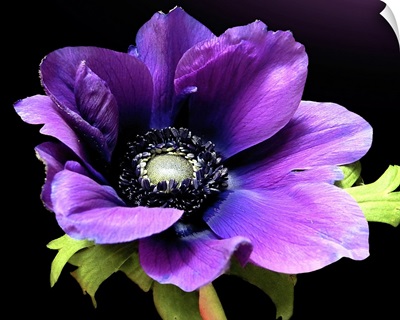 Purple Anemone flower on black background.