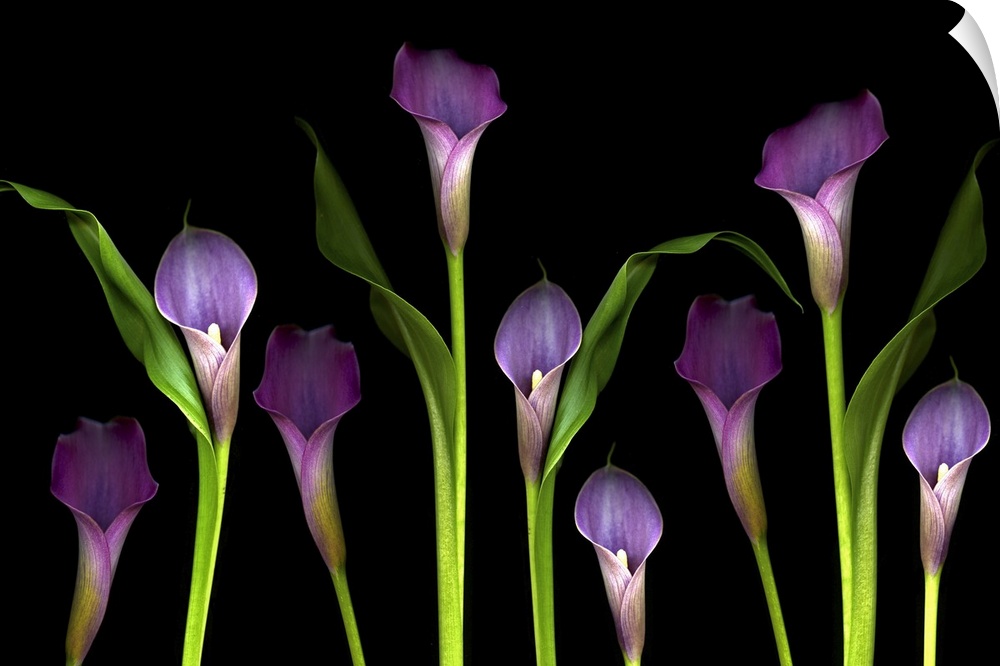 Nine flower blossoms standout from a dark backdrop in this wide minimalist nature photograph for the home or office.
