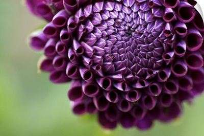 Purple Dalia flower.