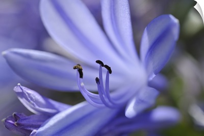 Purple flower close-up