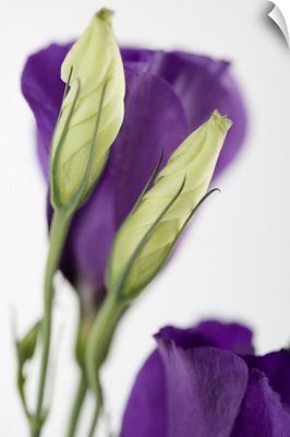 Purple flower with buds