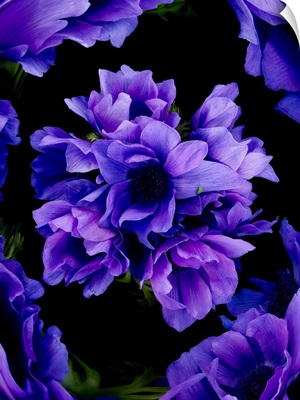 Purple flowers on black background