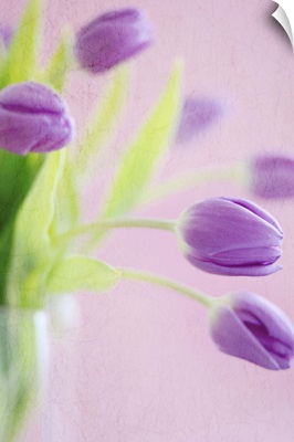Purple tulips in vase.