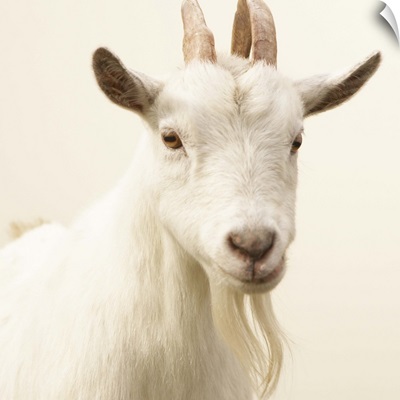 Pygmy Goat, Washington, USA