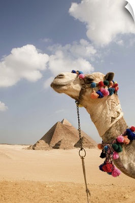 Pyramids at Giza with tourist camel