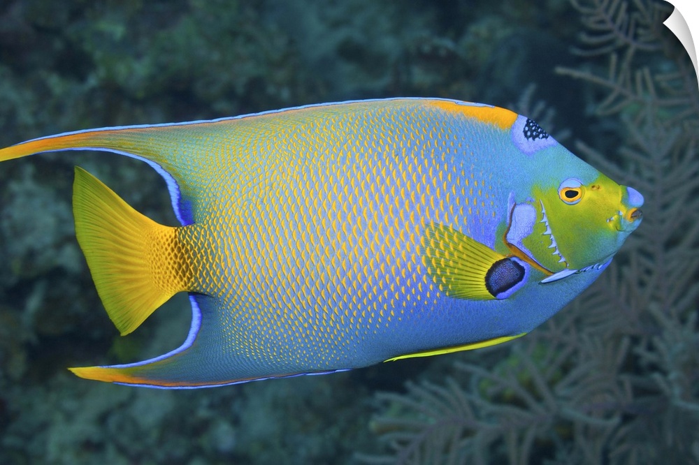 Underwater Life; FISH:  Queen Angelfish (Holacanthus ciliaris) swimming over a tropical coral reef.  Grand Cayman, Cayman ...