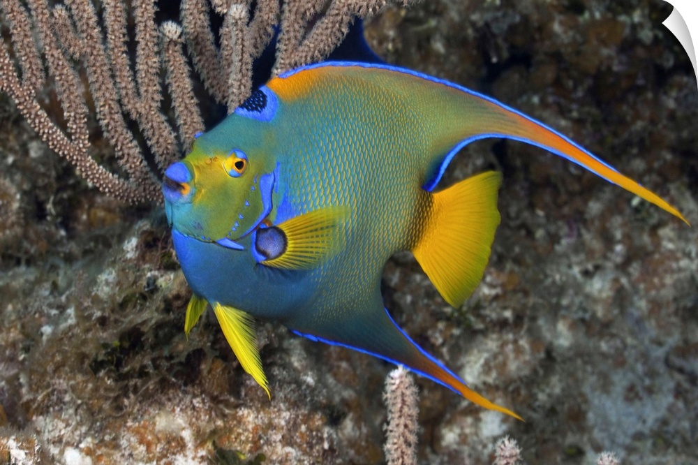 Queen Angelfish (Holacanthus ciliaris) swimming over tropical coral reef in The Bahamas, Atlantic Ocean.