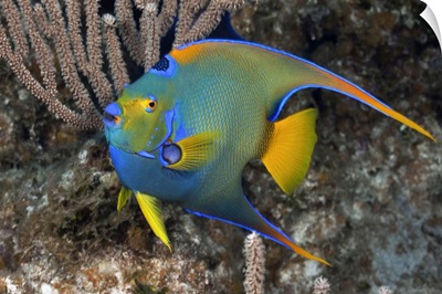 Queen Angelfish swimming over tropical coral reef in The Bahamas, Atlantic Ocean